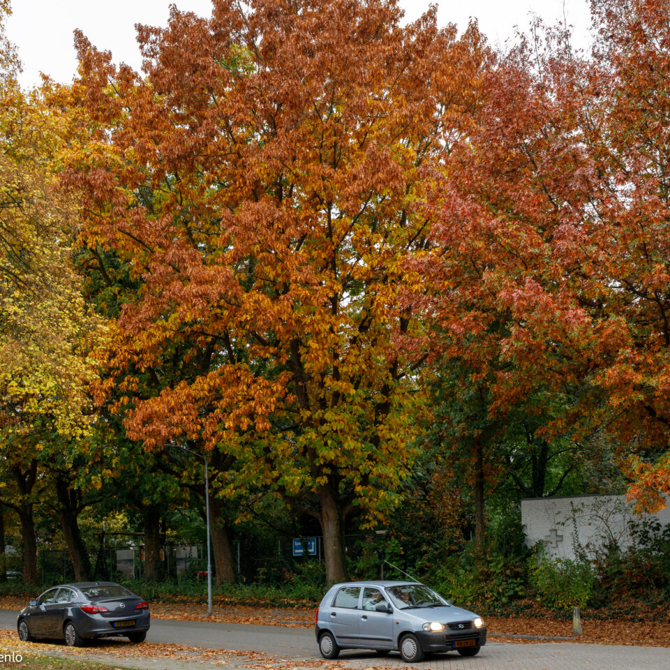 Rondje Blerick, herfst 2025
